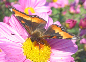 Petite vanesse (Nymphalis milberti)